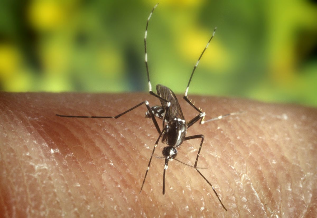 Mosquito-zika-virus-missions