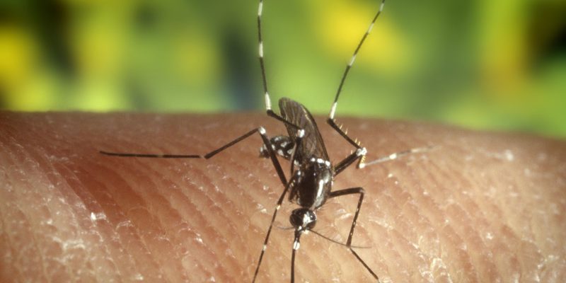 Mosquito-zika-virus-missions