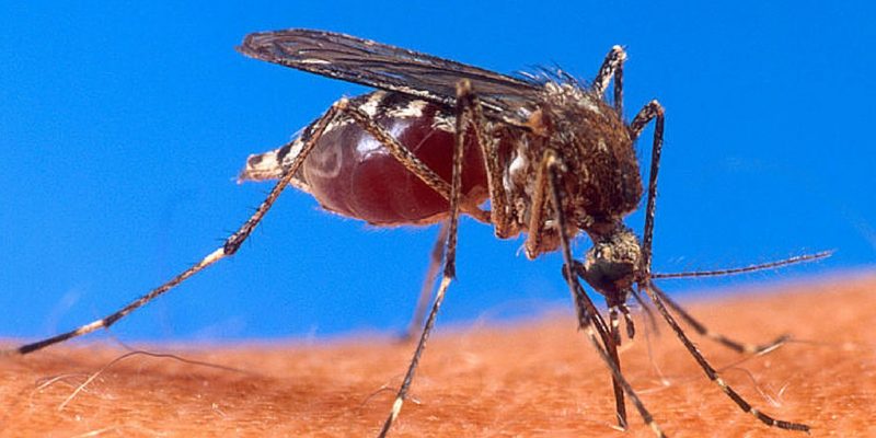 Zika-Virus-and-Short-Term-Missions