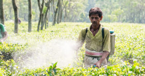 Tea plantation workers often only earn an average of $1.30 a day