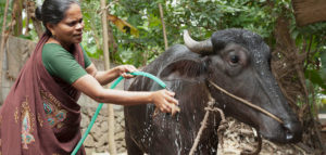 A microfinance loan enabled this woman to buy a water buffalo and keep her family out of the cycle of poverty. She washes the buffalo every day to ensure it does not get sick.