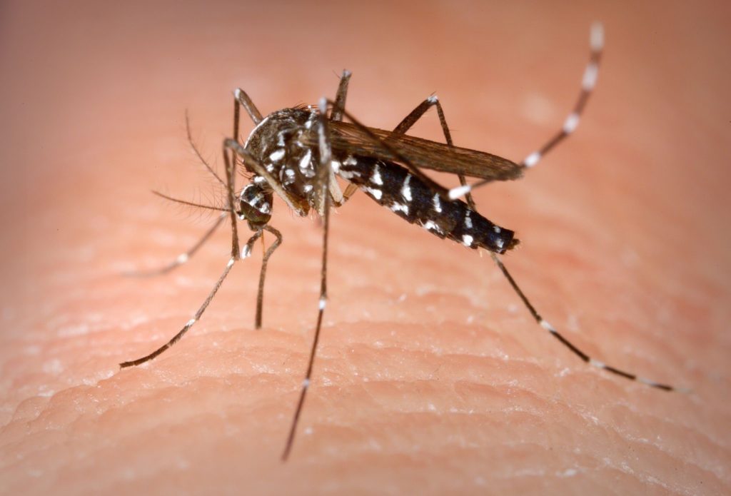 Survivors of the Kerala flood are facing a new threat from increasing reports of incidents of dengue fever.