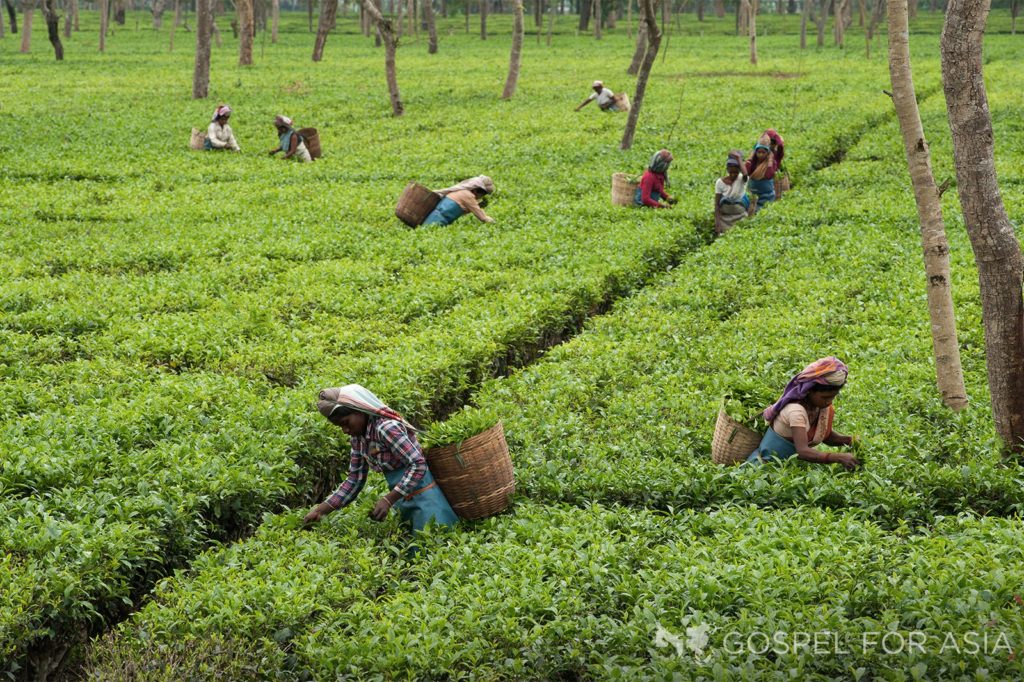 Indian Movie Reveals the Plight of Tea Estate Workers