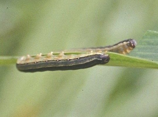 The fall armyworm has invaded India, a cause for concern because it is capable of destroying more than 80 species of plants over wide geographic areas.