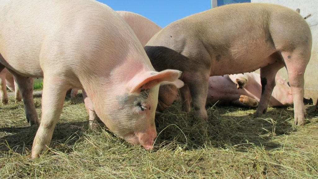 The African swine fever prevention and control situation is very serious. The epidemic has appeared in 17 provinces, spreading to large pig-farming provinces in southern China.