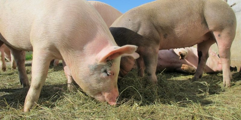 The African swine fever prevention and control situation is very serious. The epidemic has appeared in 17 provinces, spreading to large pig-farming provinces in southern China.