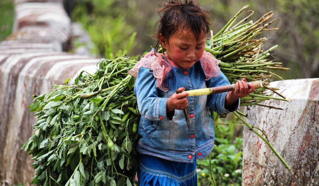 Many children have no choice but to work to survive. This child is taking a moment to eat a stick of bamboo while working in the fields in northern Vietnam.