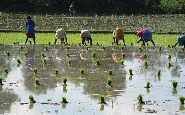 Without water, many of India’s most important crops could not be grown – crops that feed the country & provide an abundance of revenue through exportation.