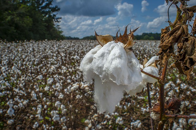 The International Labor Organization and the Indian state of Telangana are about to take action to weed child laborers out of the region’s cotton fields.