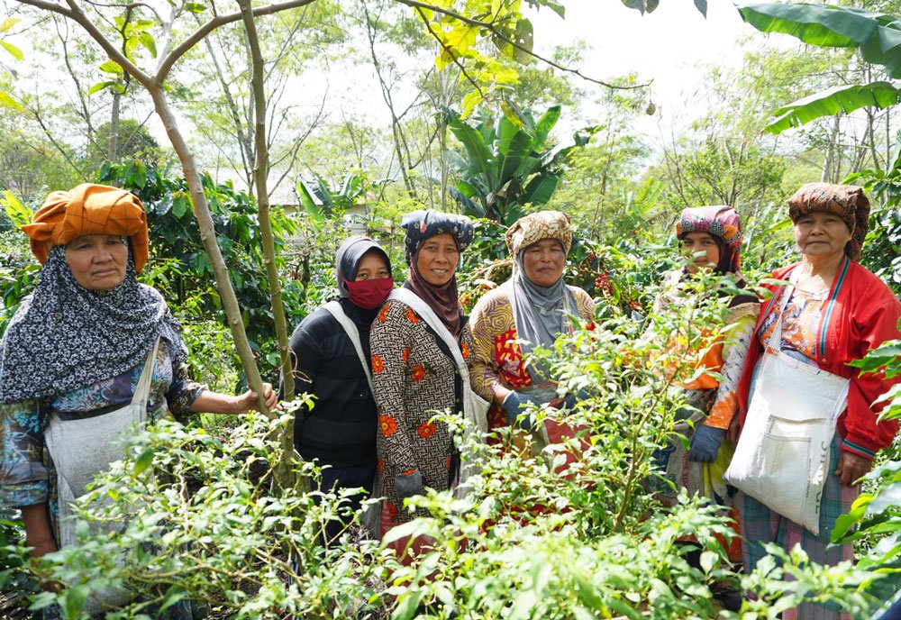 Women working on a fair-trade coffee farm.