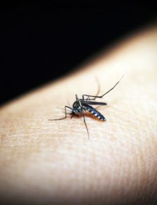 Researchers at the International Center of Insect Physiology and Ecology in Nairobi may have made a major breakthrough for ending the plague of malaria.