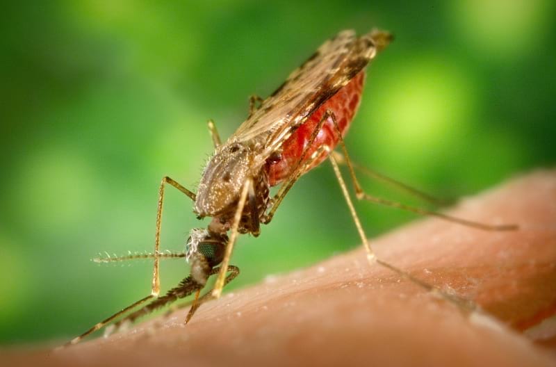 Malaria parasite
