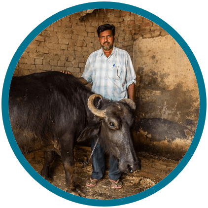 Man and an income generating gift of a water buffalo